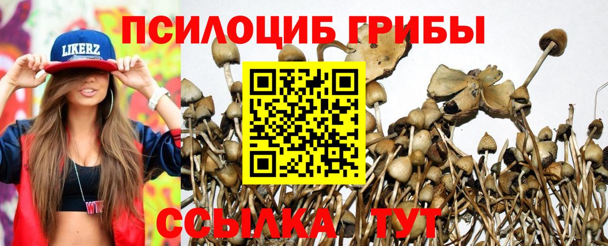 Сокол  Псилоцибиновые грибы Psilocybine cubensis  Вход с VPN 